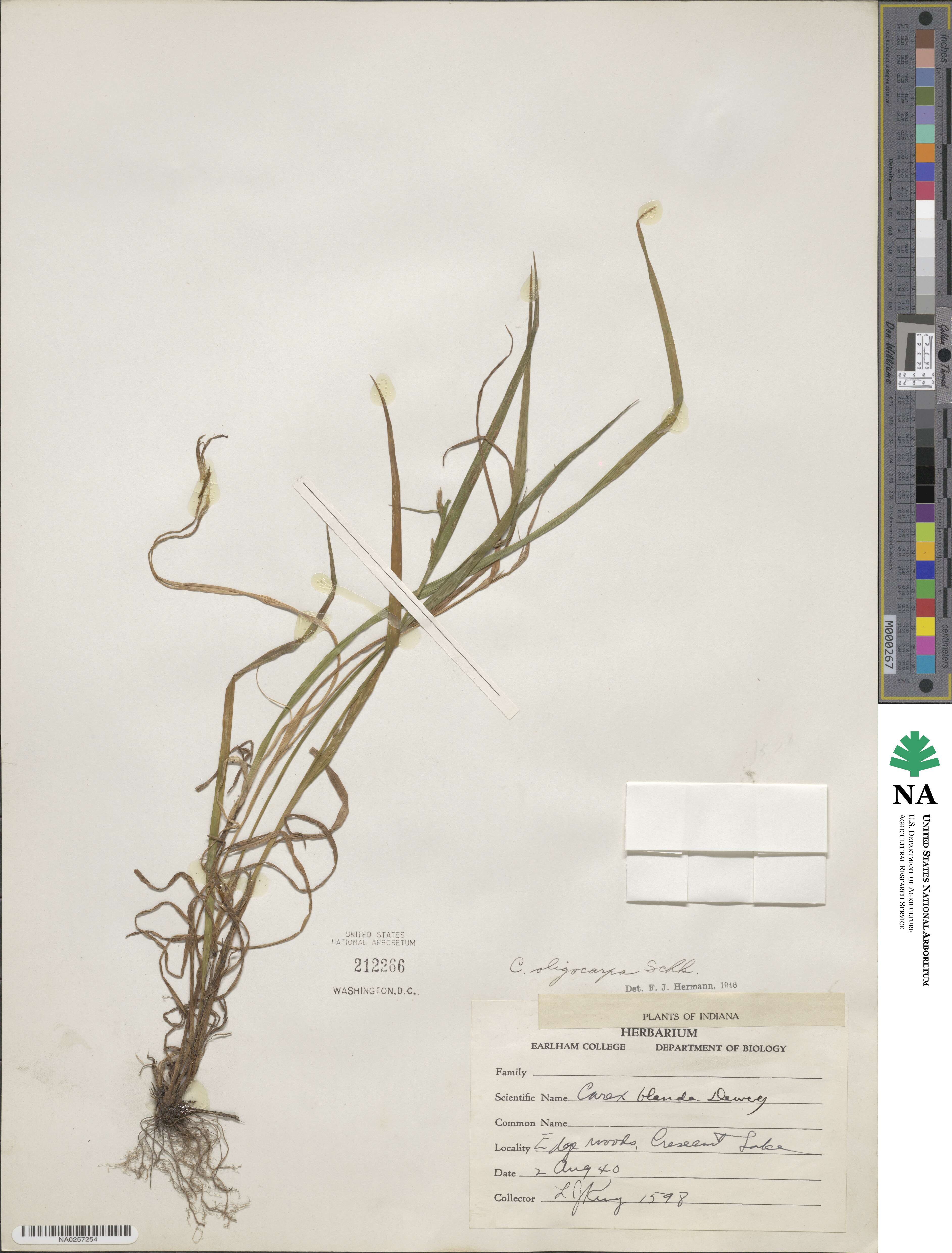 Carex oligocarpa image