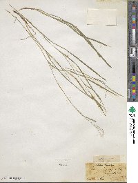 Carex oligocarpa image