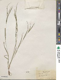 Carex oligocarpa image