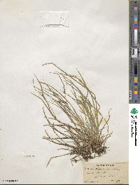 Carex oligocarpa image