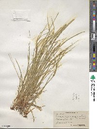 Carex oligocarpa image