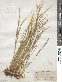 Carex oligocarpa image