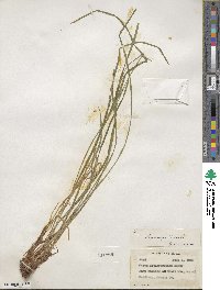 Carex oligocarpa image