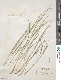 Carex oligocarpa image