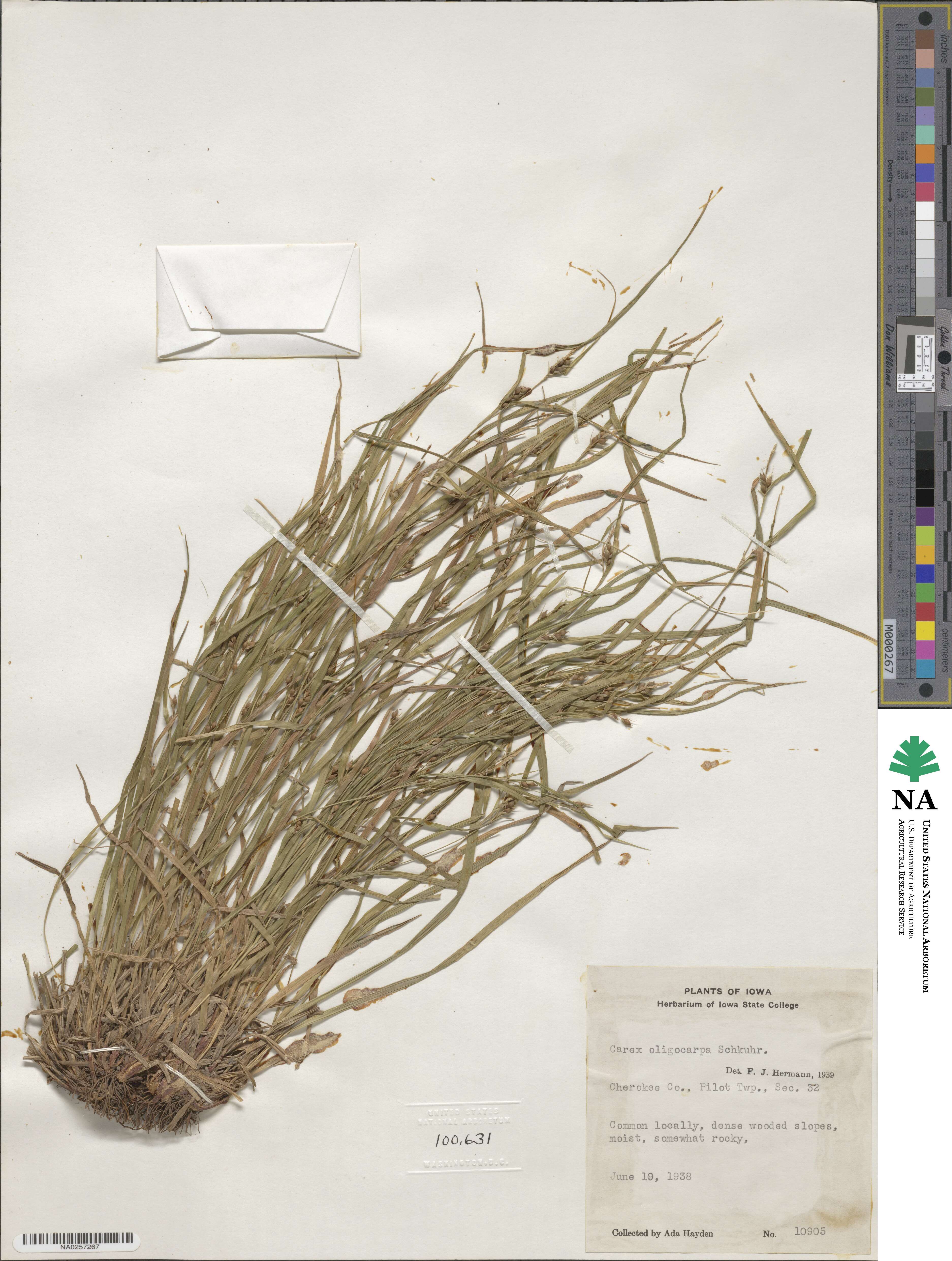 Carex oligocarpa image