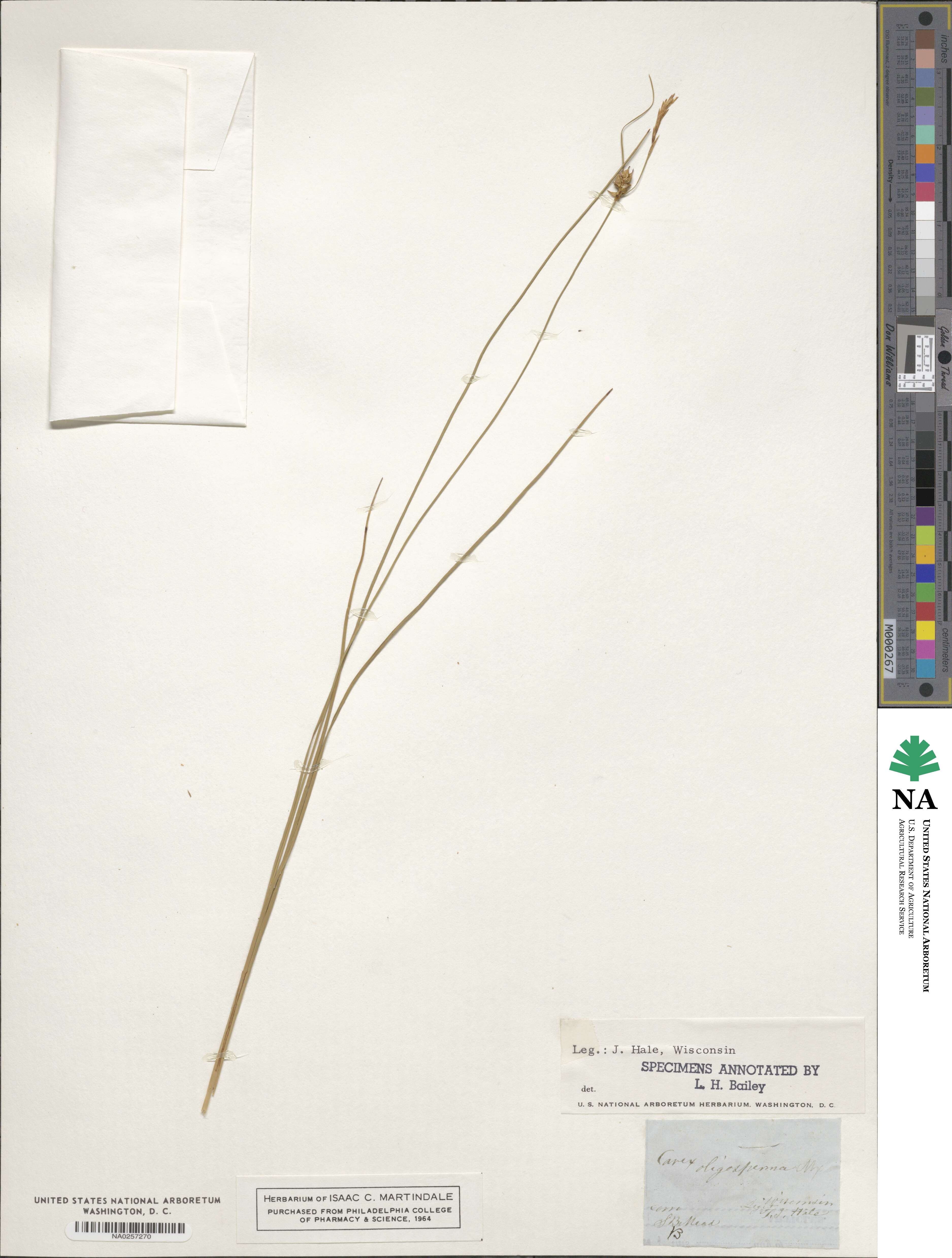 Carex oligosperma image