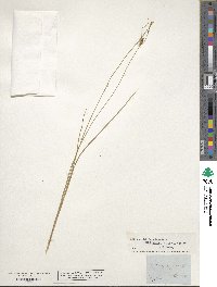 Carex oligosperma image