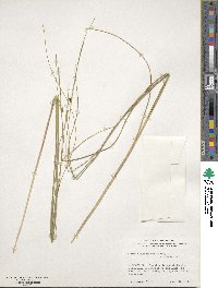 Carex oligosperma image