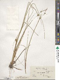 Carex oligosperma image