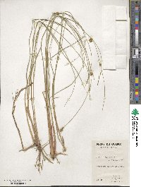 Carex oligosperma image