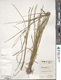 Carex oligosperma image