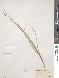 Carex oligosperma image