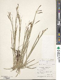 Carex oxylepis image