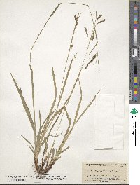 Carex oxylepis image