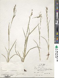 Carex oxylepis image