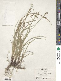 Carex oxylepis image