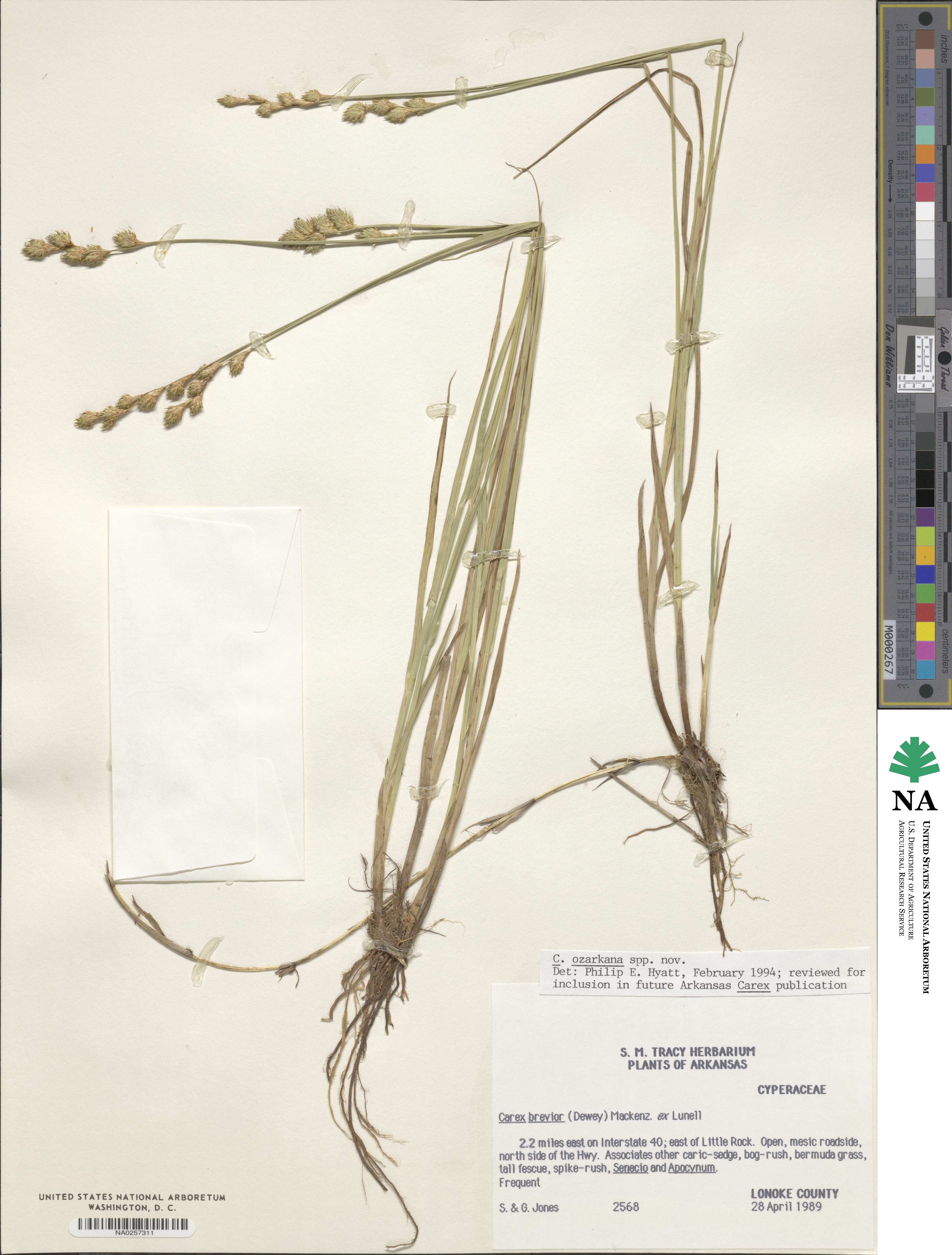 Carex ozarkana image