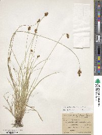 Carex pachystachya image