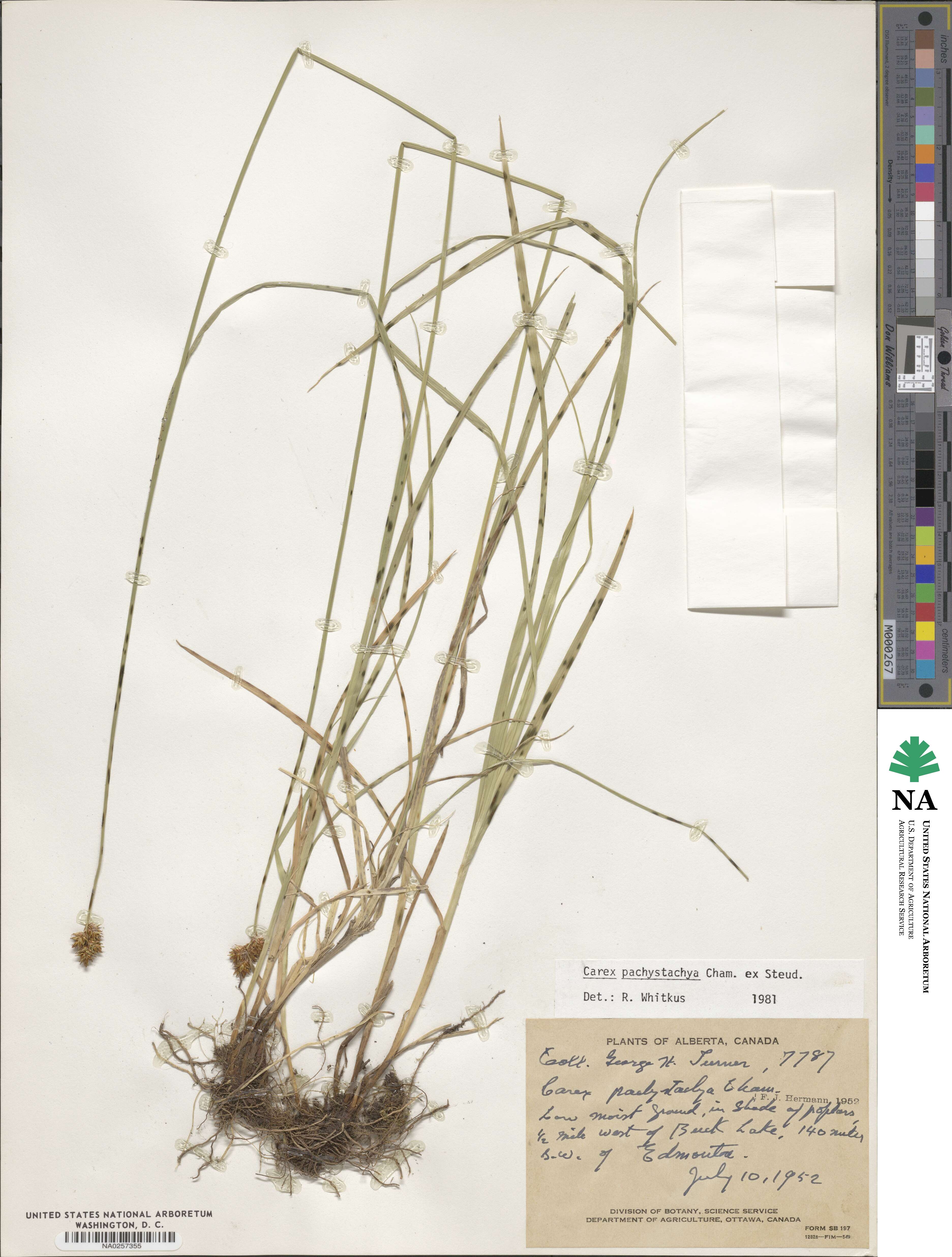 Carex pachystachya image