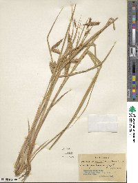 Carex paleacea image