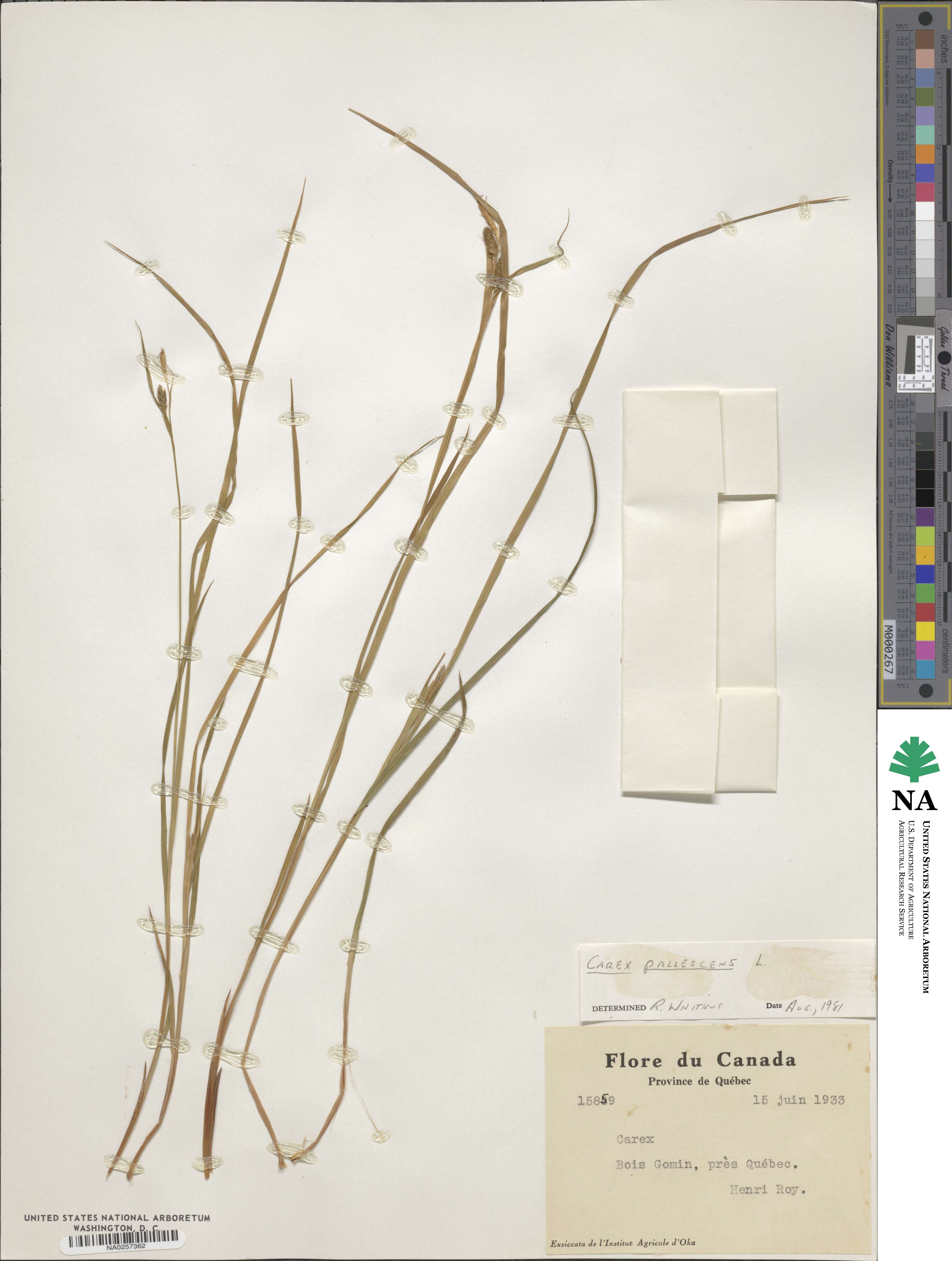 Carex pallescens image