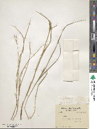 Carex pallescens image