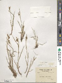 Carex pallescens image