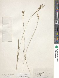 Carex pallescens image