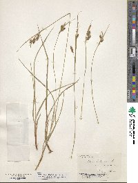 Carex pallescens image