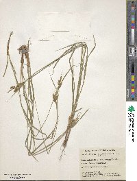 Carex pallescens image