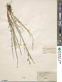 Carex pallescens image