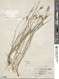 Carex pallescens image