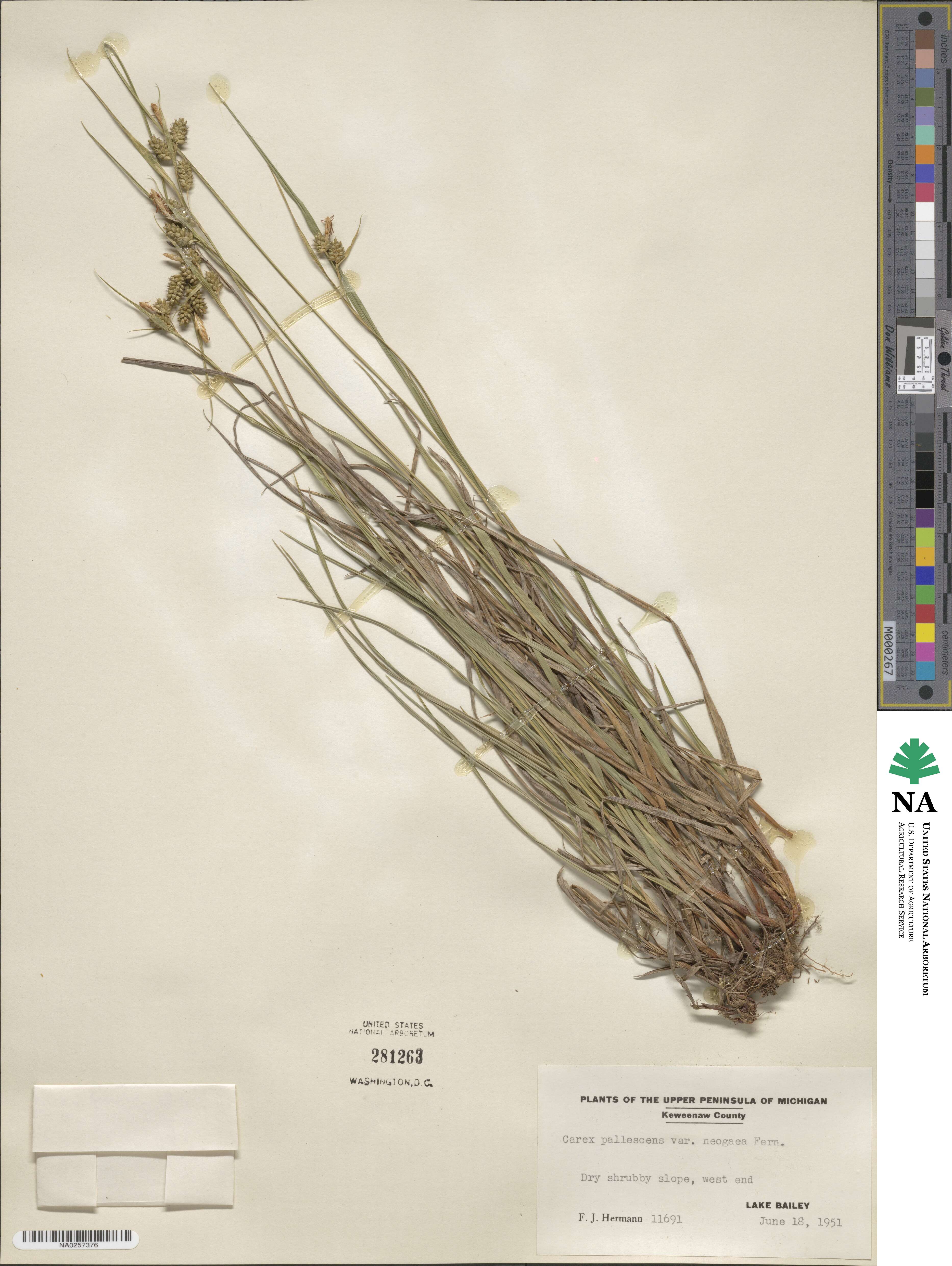 Carex pallescens image