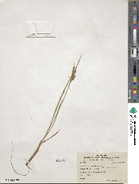 Carex pallescens image