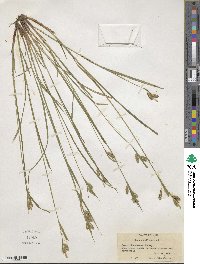 Carex pallescens image