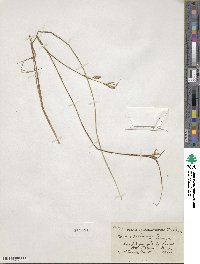 Carex pallescens image