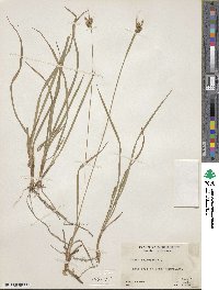 Carex pallescens image