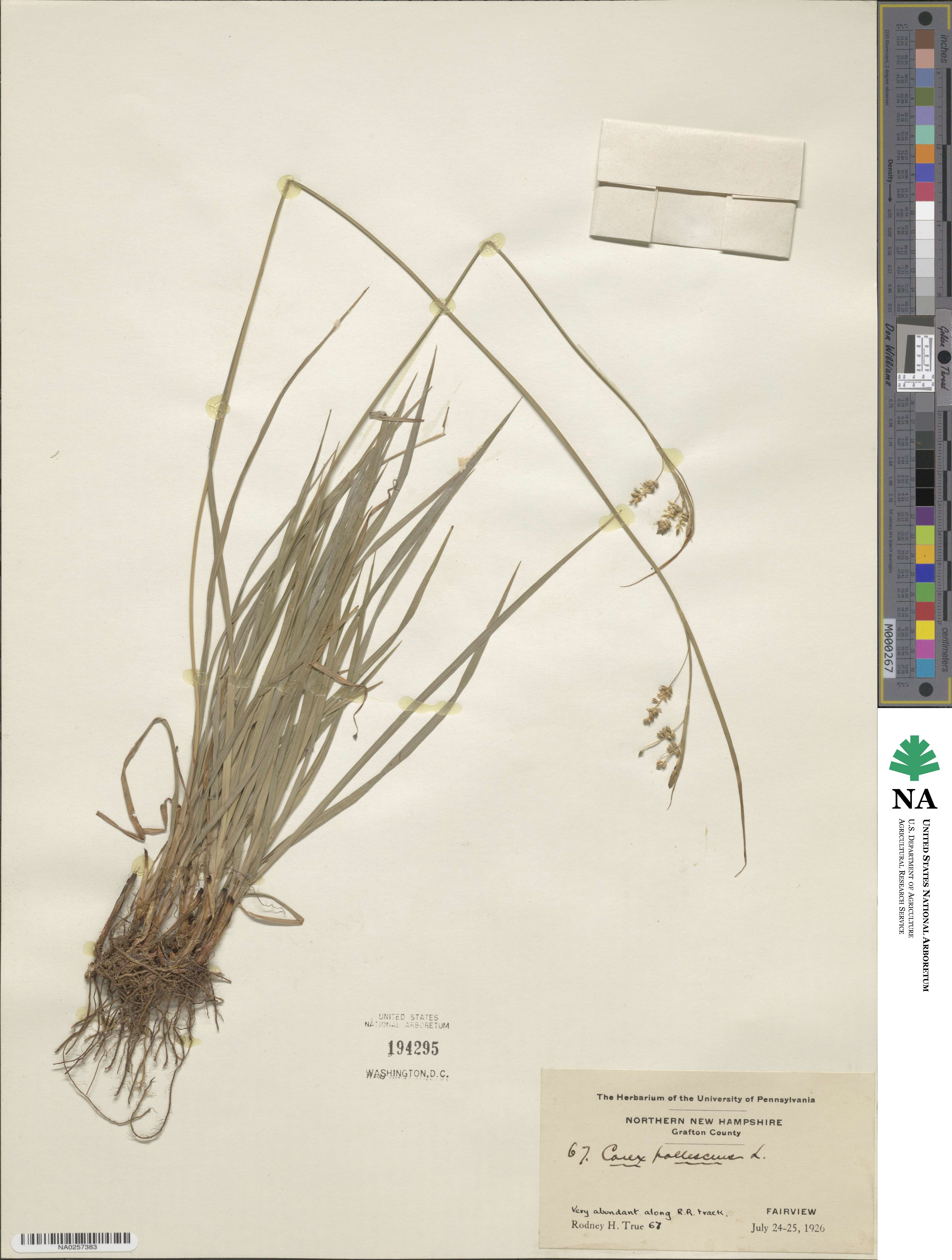 Carex pallescens image