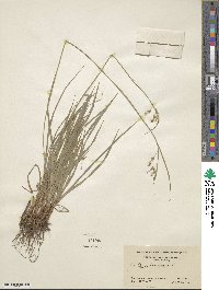 Carex pallescens image