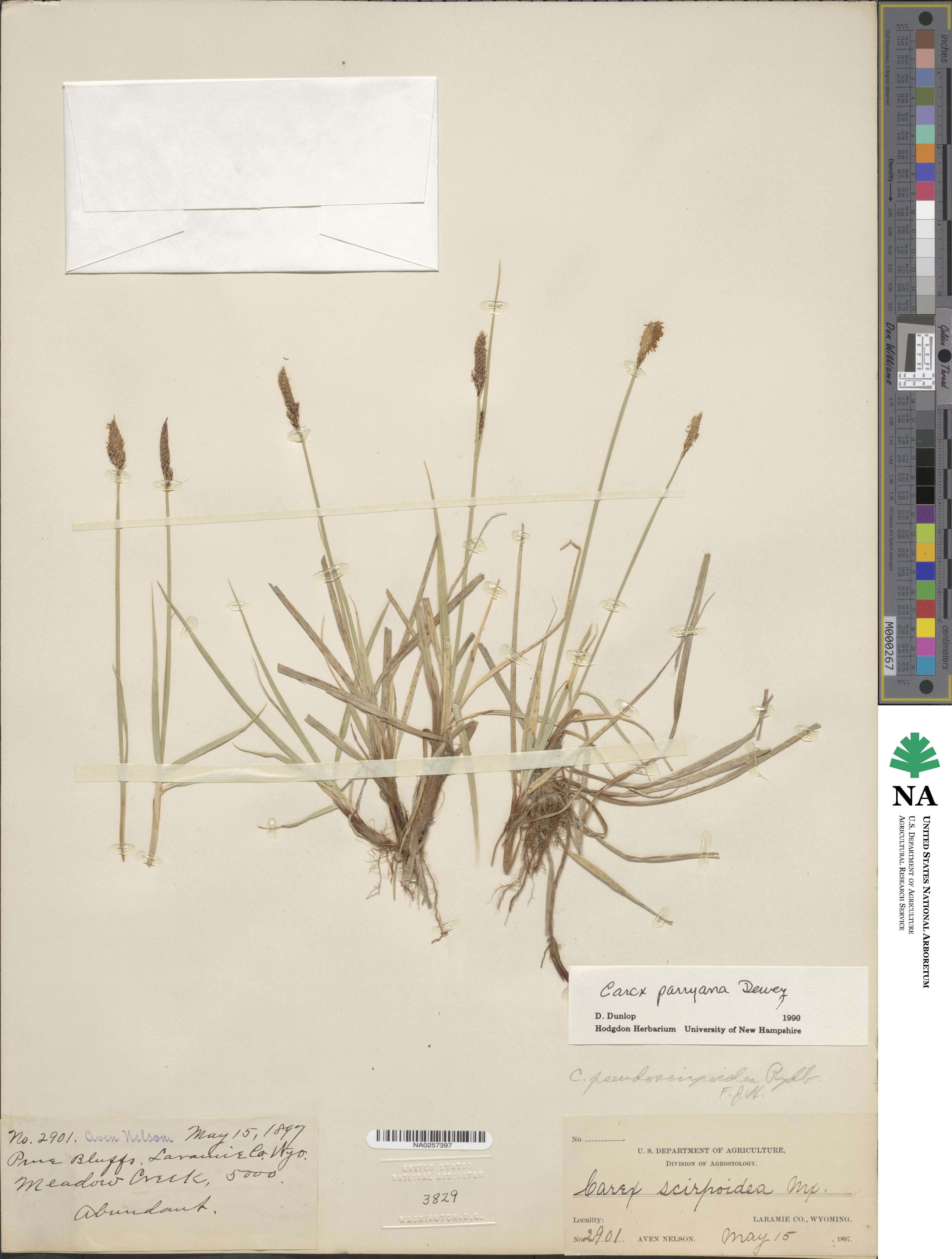 Carex parryana image