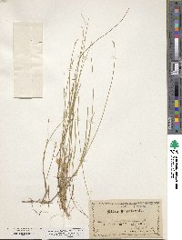 Carex pauciflora image