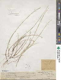 Carex pauciflora image