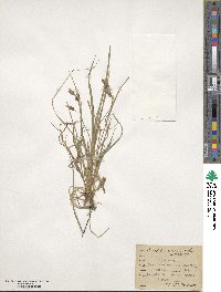 Carex magellanica subsp. irrigua image