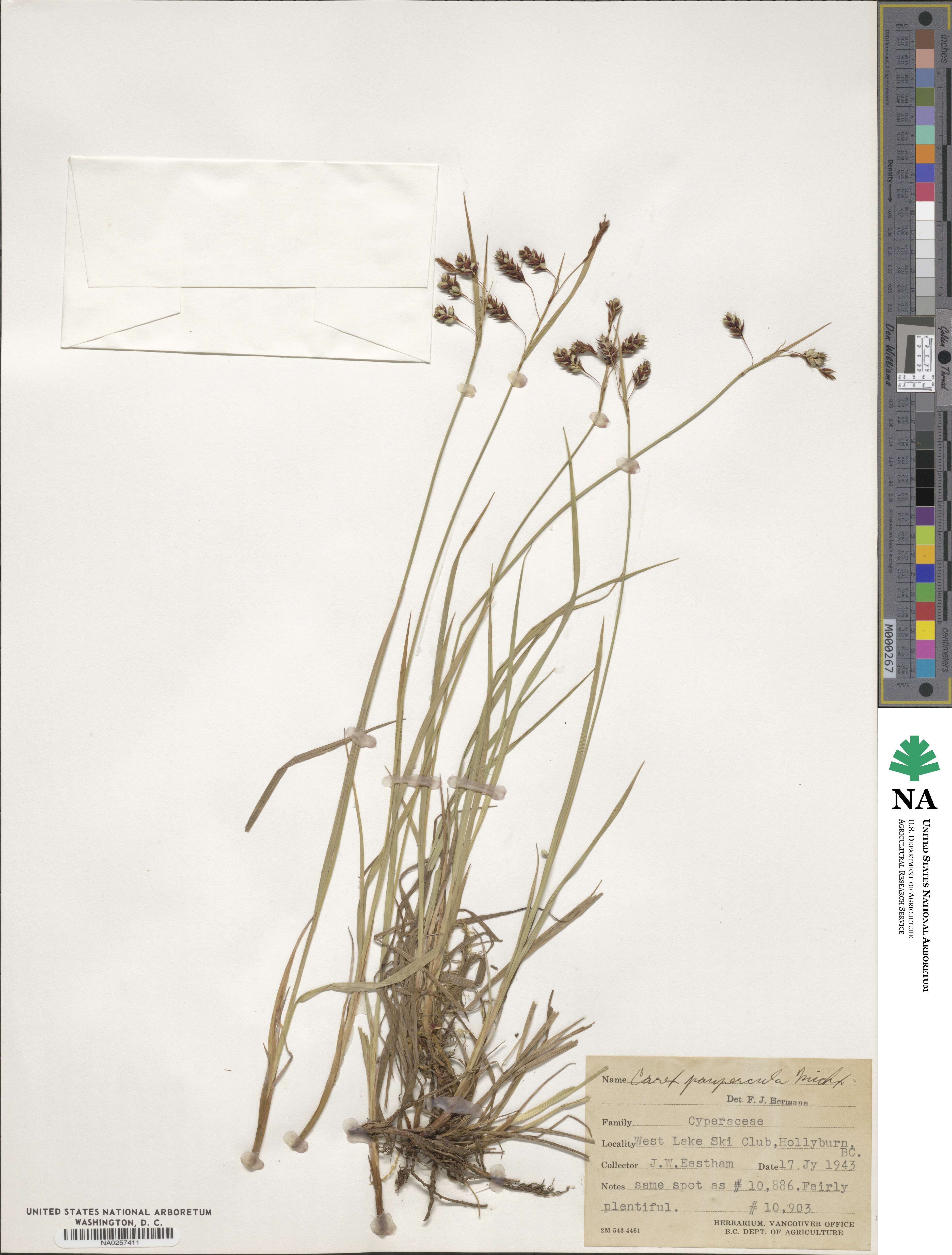 Carex magellanica subsp. irrigua image