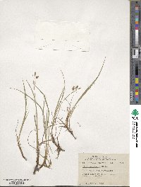 Carex magellanica subsp. irrigua image