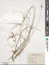 Carex magellanica subsp. irrigua image