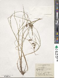 Carex magellanica subsp. irrigua image