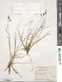 Carex magellanica subsp. irrigua image