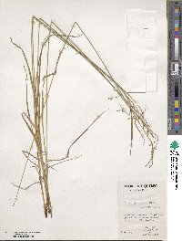 Carex magellanica subsp. irrigua image