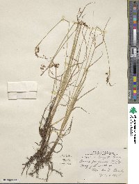 Carex magellanica subsp. irrigua image